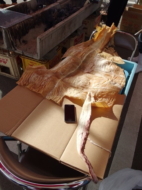 ダイオウイカ試食会