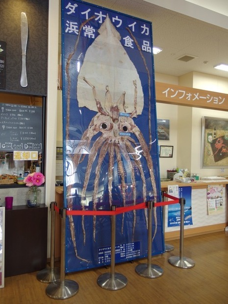 ダイオエイカのスルメ