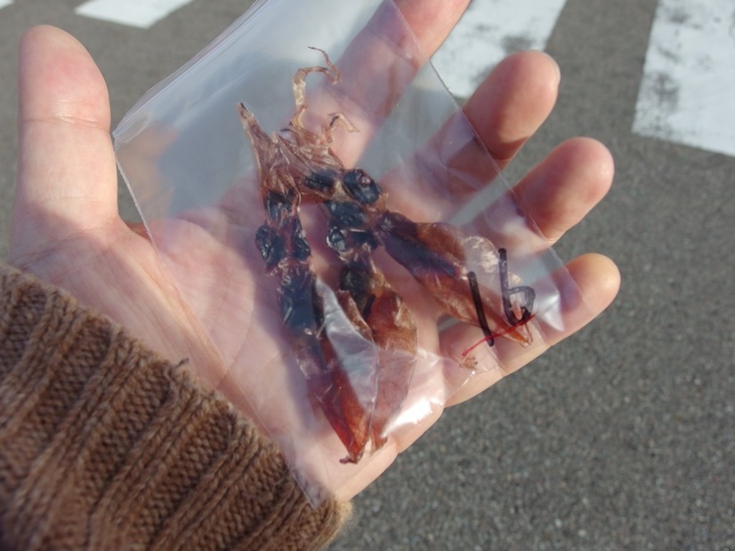 試食の整理券はホタルイカ