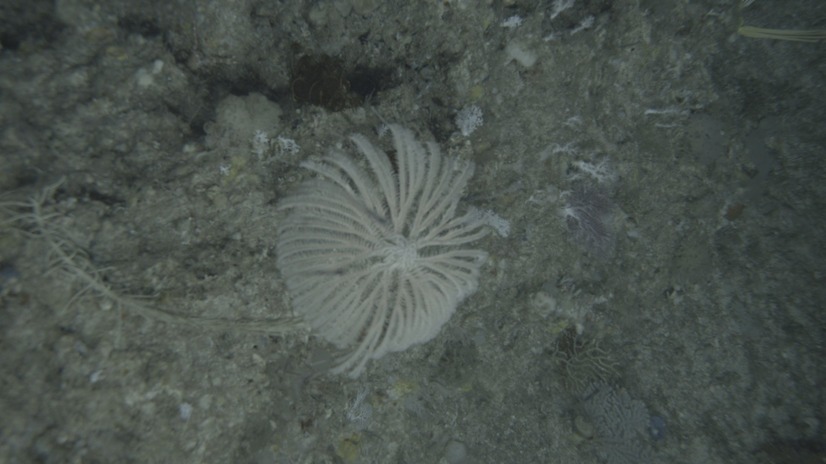 『ザ・プレミアム「深海のロストワールド　追跡！謎の古代魚」』：番組内シーン