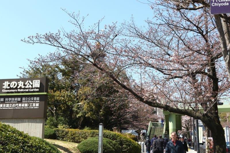 千鳥ヶ淵緑道の桜