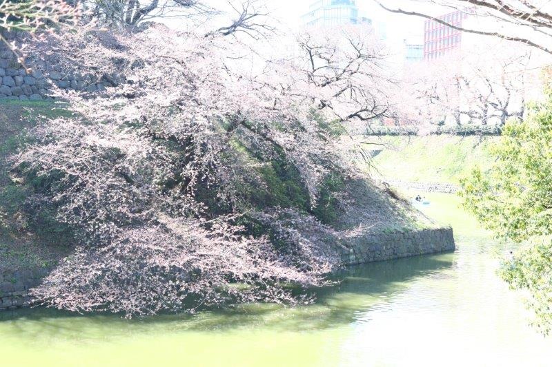 千鳥ヶ淵緑道の桜