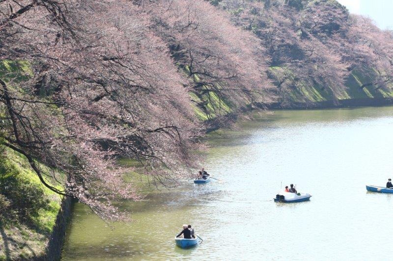 千鳥ヶ淵緑道の桜