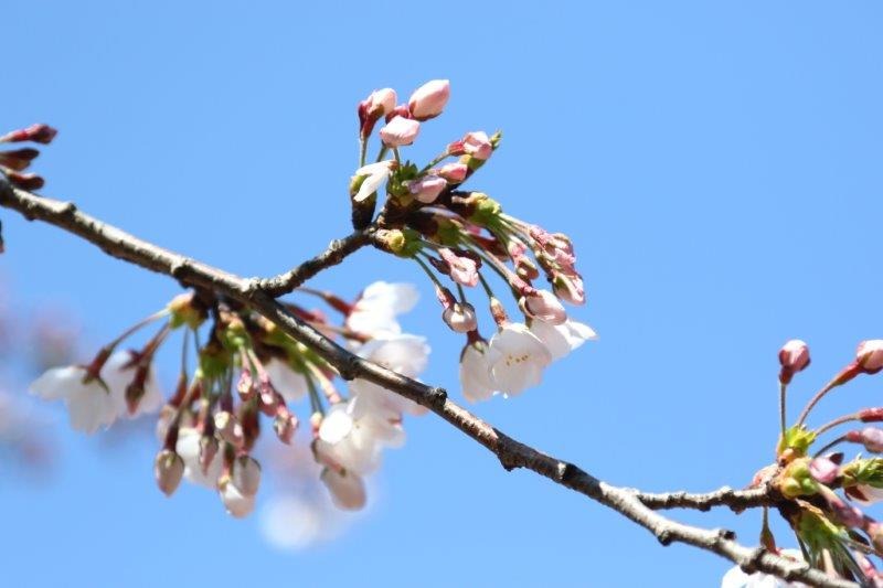 千鳥ヶ淵緑道の桜