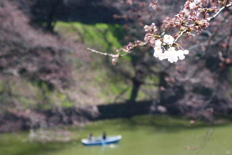 千鳥ヶ淵緑道の桜