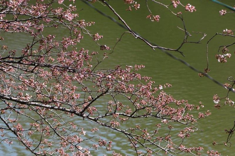 千鳥ヶ淵緑道の桜