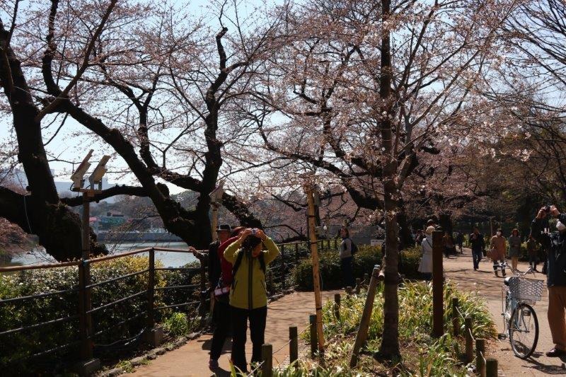 千鳥ヶ淵緑道の桜
