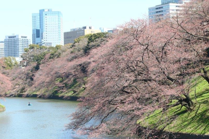 千鳥ヶ淵緑道の桜