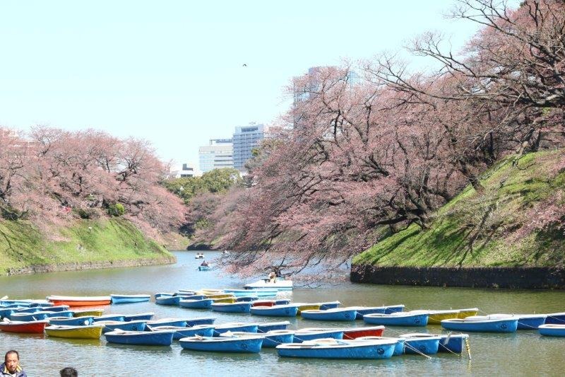 千鳥ヶ淵緑道の桜