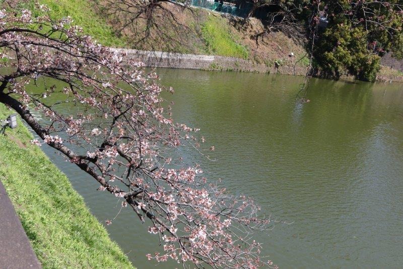 千鳥ヶ淵緑道の桜