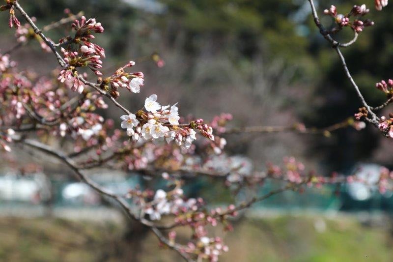 千鳥ヶ淵緑道の桜