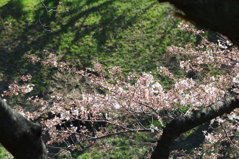 千鳥ヶ淵緑道の桜