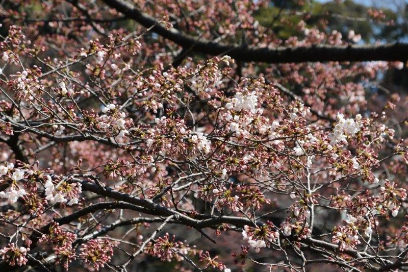 千鳥ヶ淵緑道の桜