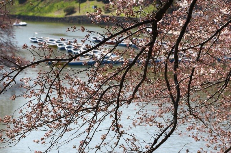 千鳥ヶ淵緑道の桜