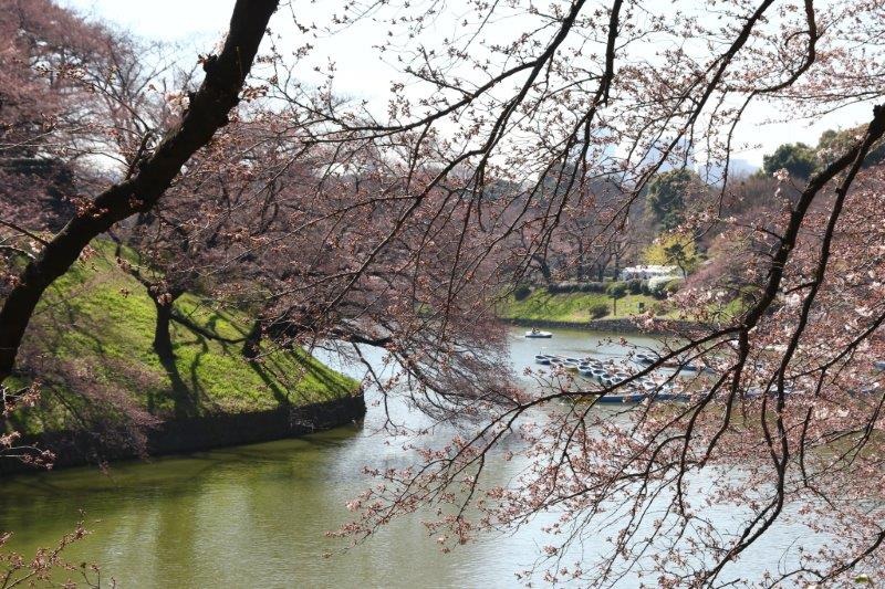 千鳥ヶ淵緑道の桜