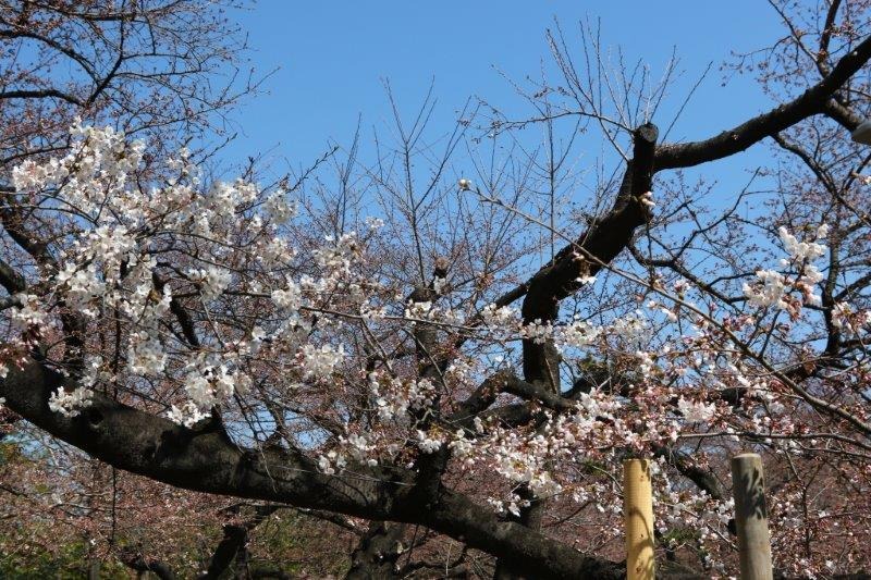 千鳥ヶ淵緑道の桜