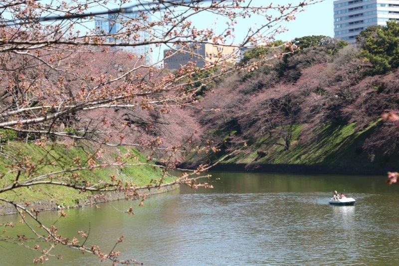 千鳥ヶ淵緑道の桜