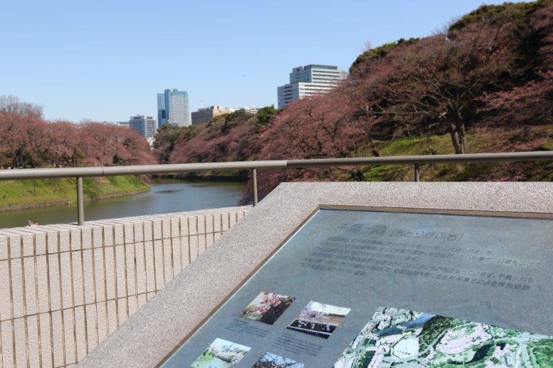 千鳥ヶ淵緑道の桜