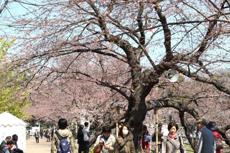 千鳥ヶ淵緑道の桜