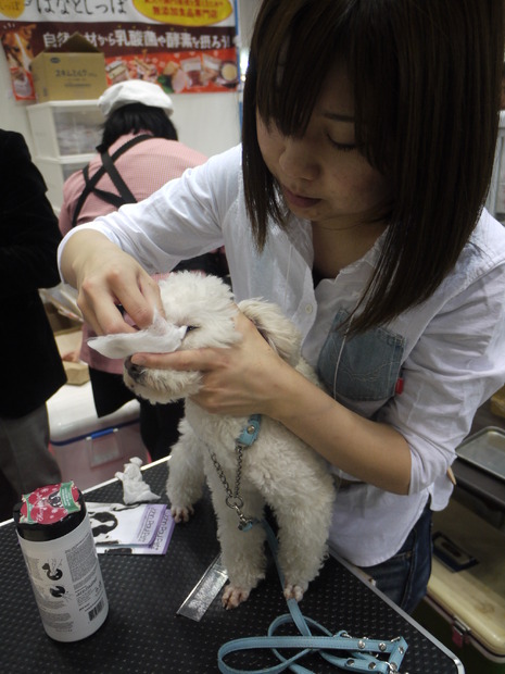 涙やけを掃除中