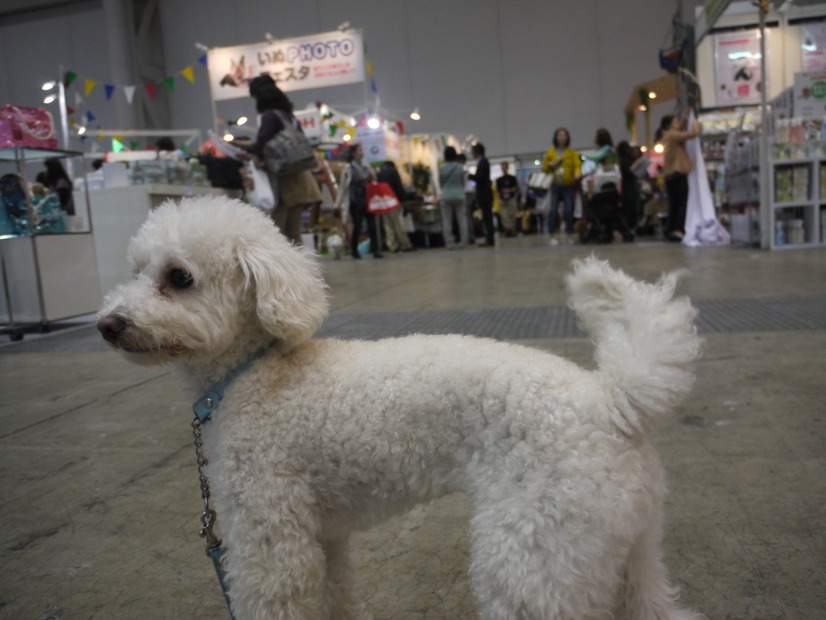【Interpets 2015 Vol.31】にぎわう会場を動画でチェックする