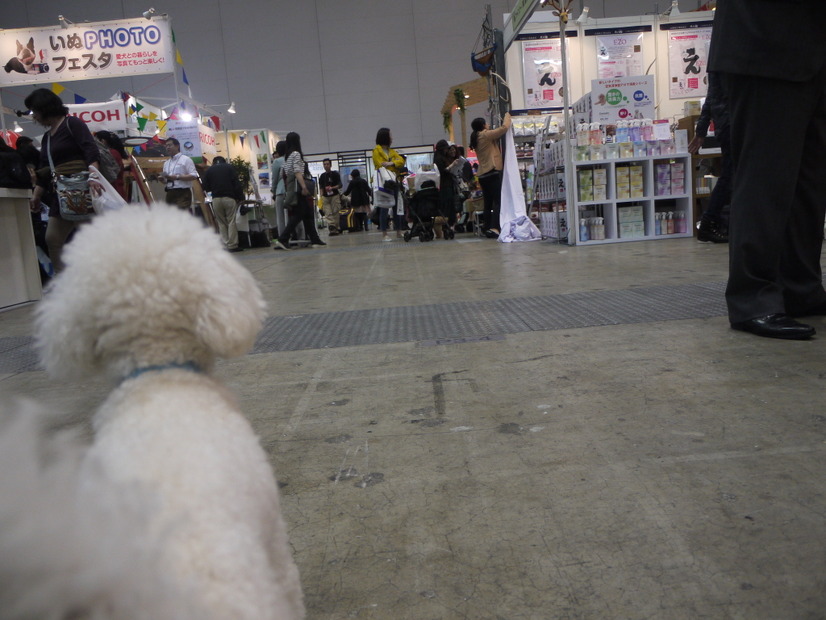 【Interpets 2015 Vol.31】にぎわう会場を動画でチェックする