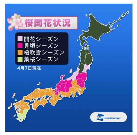 桜開花状況（4月8日時点）