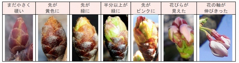 「つぼみ調査」の報告ランク