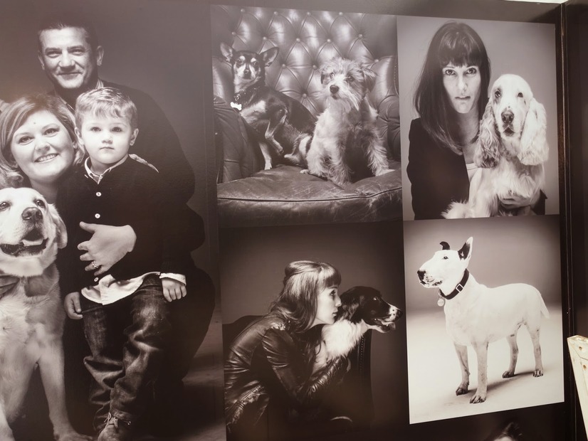 「DOG FEVER」