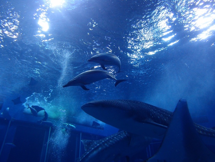 沖縄美ら海水族館