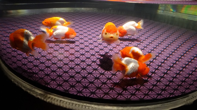 金魚の王様・ランチュウの水槽が並ぶ