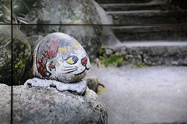 福石猫