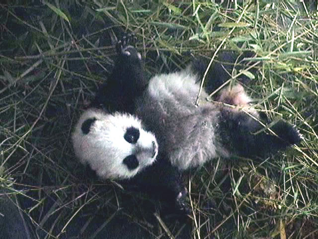 中国のパンダ保護研究センターから癒しの赤ちゃんパンダの映像を 2枚目の写真 画像 Rbb Today