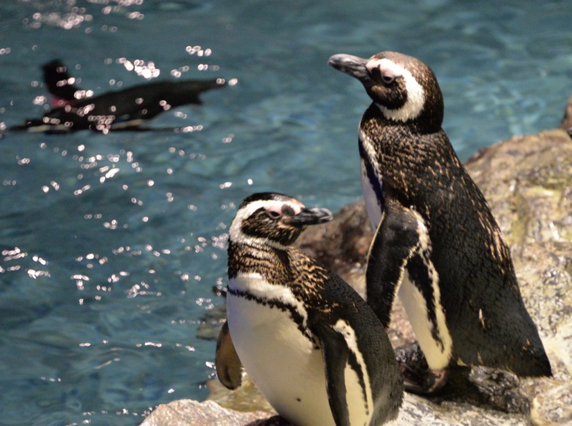 すみだ水族館「ペンギン花火」【写真：竹内みちまろ】