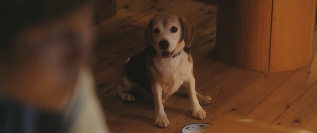 トヨタドッグサークルウェブ限定動画「Smile Again」