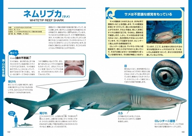 図解　生き物が見ている世界