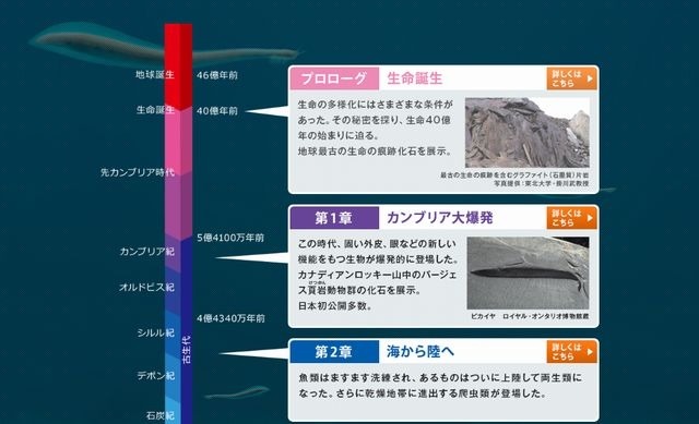 進化の過程ごとに展示