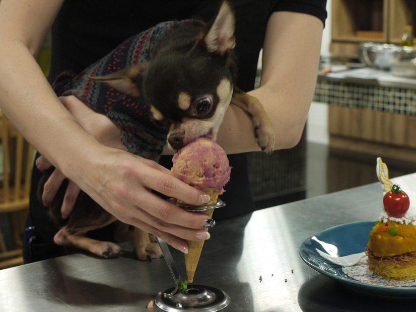 水野氏の愛犬が登場し試食