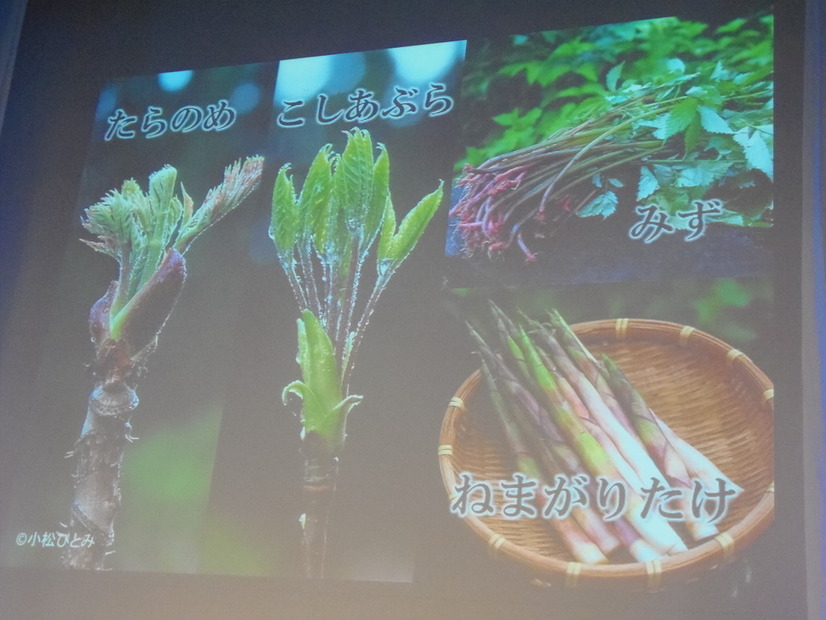 山々に囲まれた小坂町は天然の山菜の宝庫。春になれば、数多くの種類の山の恵みが収穫できるという
