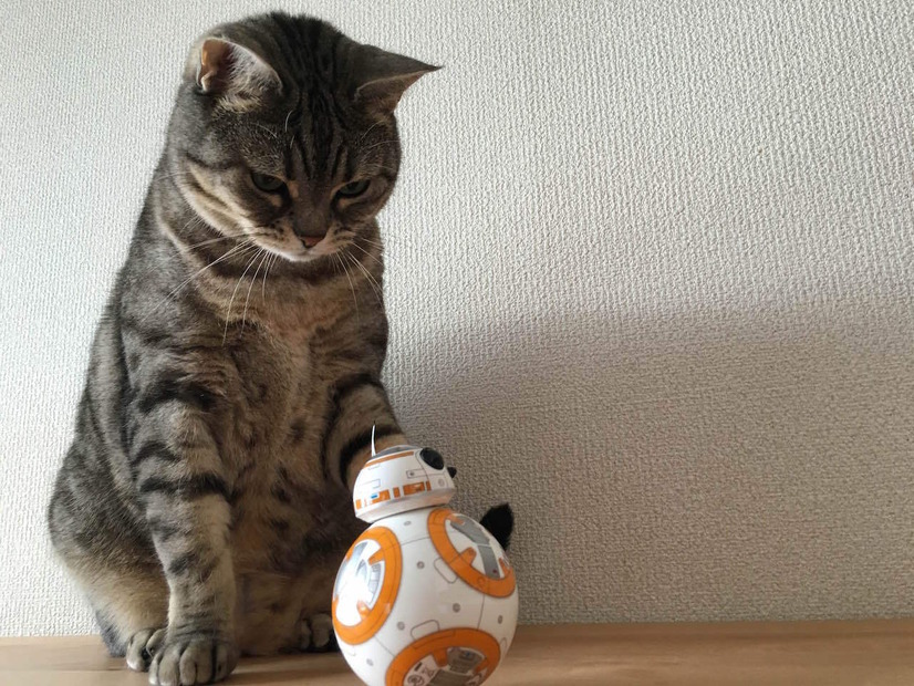 猫と「BB-8」による部屋のパトロール