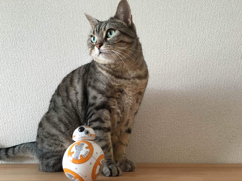 猫と「BB-8」による部屋のパトロール