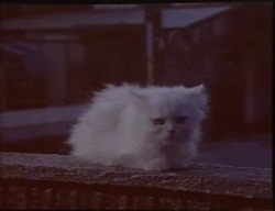新しいCMシリーズは「白いねこ」たちが登場。FMCサービスを宣伝する