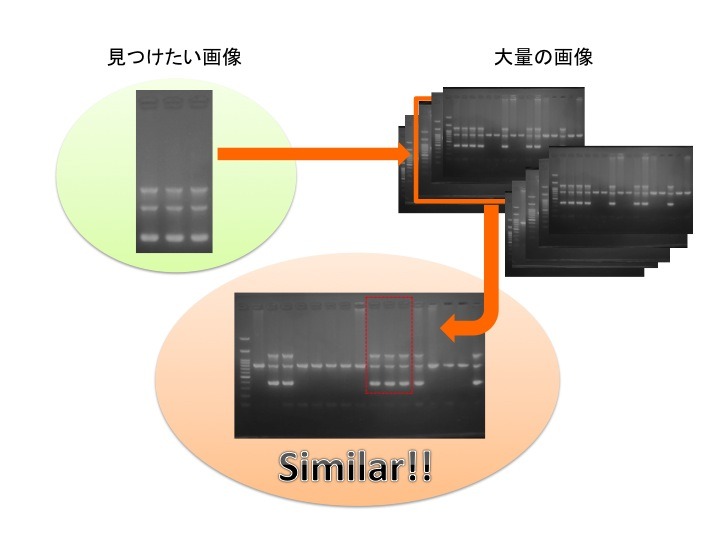 最近ではSTAP細胞などで一般にも学術論文画像の不正問題が社会問題として認知された。同社は東京大学出身の研究者が中心となって2014年に設立されたベンチャー企業で、研究用画像解析ソフトウェアの開発などを主な業務としている（画像はプレスリリースより）