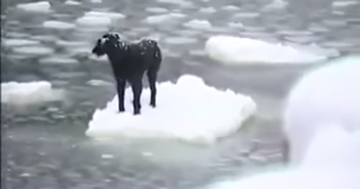 流氷の上で動けない犬！勇気ある男性が救出