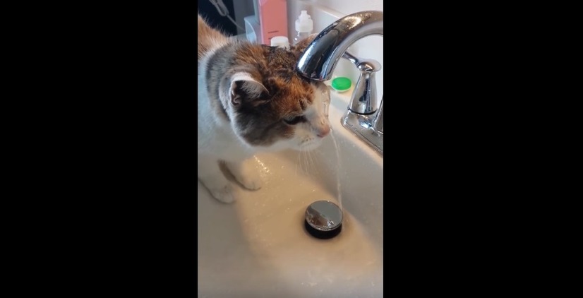 何故？水の飲み方が不器用すぎるネコ