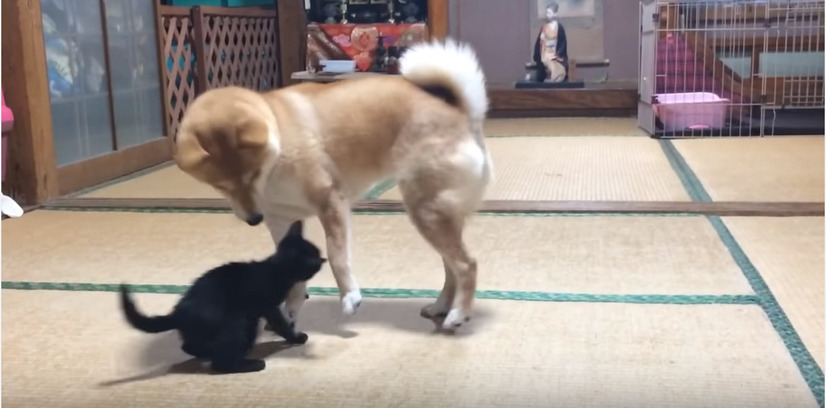 子猫ちゃんと柴犬の母のほのぼの子育て