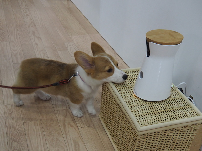 オヤツのために、カメラ前で待機