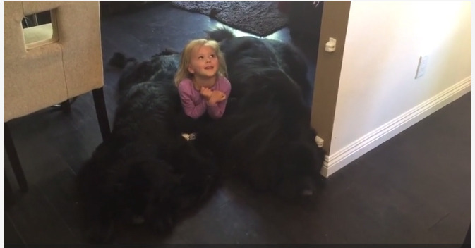 【動画】モフモフに埋もれて幸せ！少女が2匹のワンコの上で