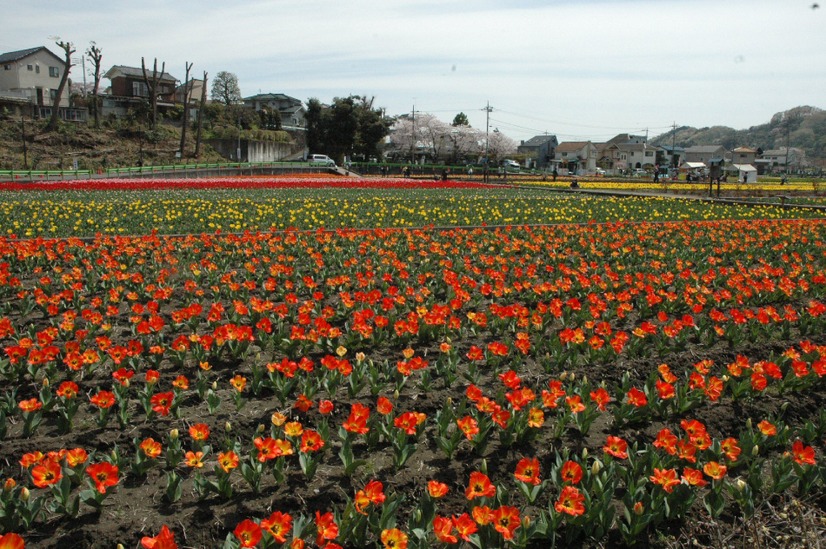 東京・羽村市で「チューリップまつり」！40万本を鑑賞