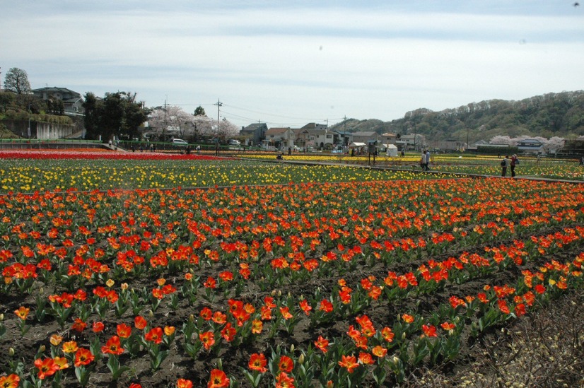 東京・羽村市で「チューリップまつり」！40万本を鑑賞